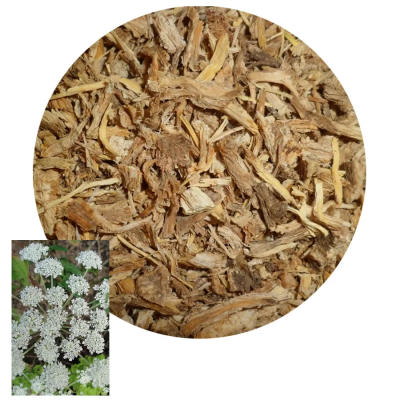 The angelica is one of the most powerful herbs in protection: against negative energies and brings the positive.